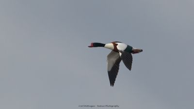 Tadorna tadorna / Bergeend / Shelduck