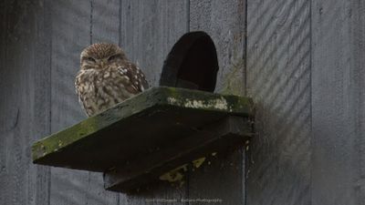 Athene noctua / Steenuil / Little owl