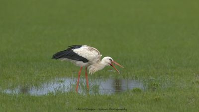 Ciconia ciconia / Ooievaar / White Stork