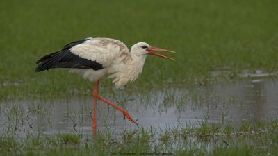 Ciconia ciconia / Ooievaar / White Stork