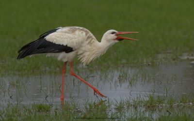 Ciconia ciconia / Ooievaar / White Stork