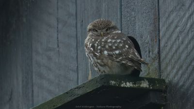 Athene noctua / Steenuil / Little owl