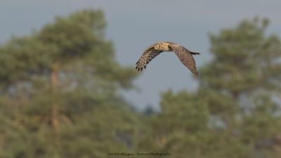 Circus cyaneus / Blauwe Kiekendief / Hen Harrier