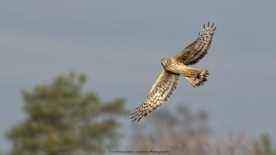 Circus cyaneus / Blauwe Kiekendief / Hen Harrier