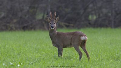Capreolus capreolus / Ree / Roe Deer