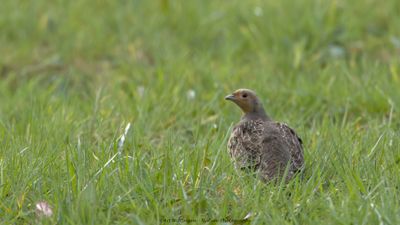 Perdix perdix / Patrijs / Grey Partridge