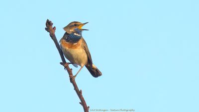 Luscinia svecica / Blauwborst / Bluethroat