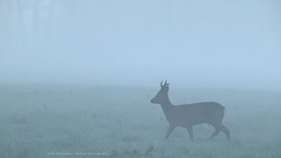 R6II1686-Ree.jpg