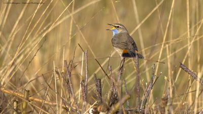 Luscinia svecica / Blauwborst / Bluethroat