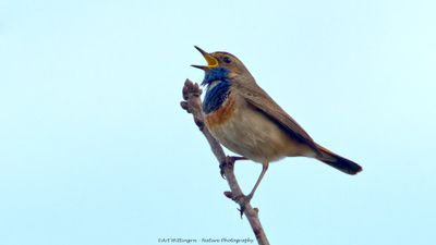 Luscinia svecica / Blauwborst / Bluethroat