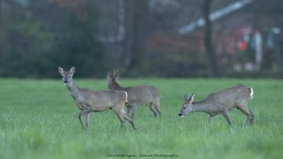 Capreolus capreolus / Ree / Roe Deer
