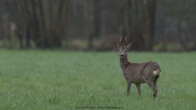 Capreolus capreolus / Ree / Roe Deer