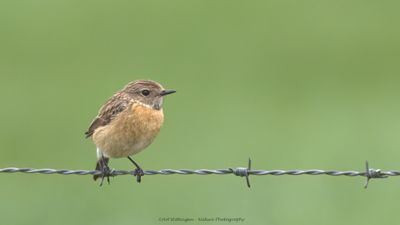 Saxicola Rubicola / Roodborsttapuit / European Stonechat