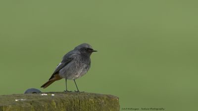 Phoenicurus ochruros / Zwarte Roodstaart / Black Redstart