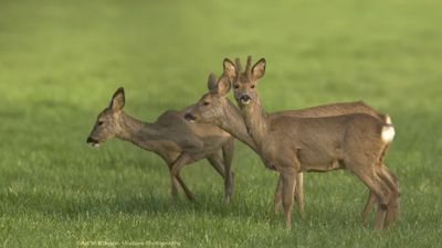 Capreolus capreolus / Ree / Roe Deer