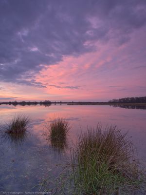 Pink Sunset