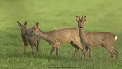 Capreolus capreolus / Ree / Roe Deer