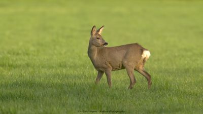 Capreolus capreolus / Ree / Roe Deer