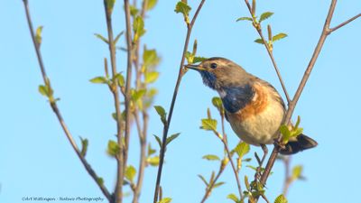 Luscinia svecica / Blauwborst / Bluethroat