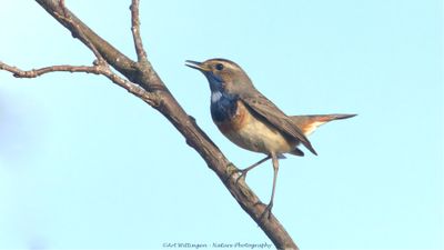 Luscinia svecica / Blauwborst / Bluethroat