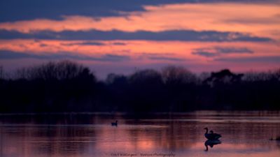 Anser anser / Grauwe gans / Greylag Goose