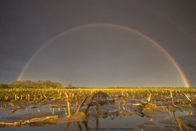 Rainbow(s)