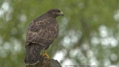 Buteo buteo / Buizerd / Common buzzard