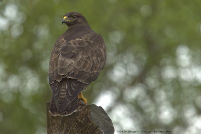 Buteo buteo / Buizerd / Common buzzard