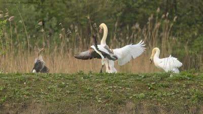 R6II7347-Knobbelzwaan Grauwe gans.jpg