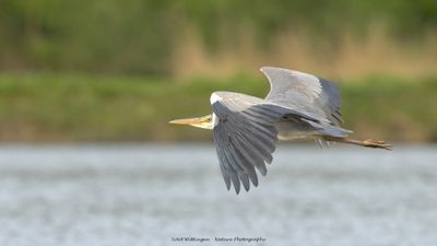 R6II7449-Blauwe Reiger.jpg