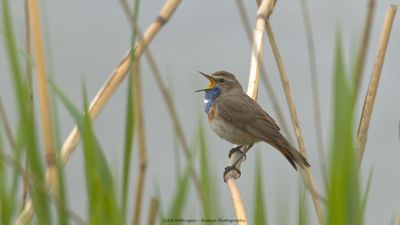 R6II7509-Blauwborst.jpg