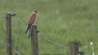 Falco Tinnunculus / Torenvalk / Kestrel