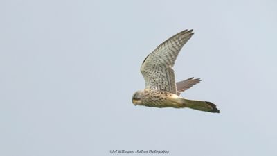 Falco Tinnunculus / Torenvalk / Kestrel