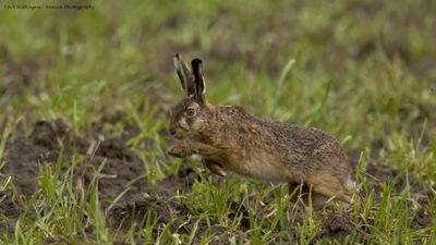 Lepus europaeus / Haas / Hare