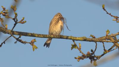 Carduelis Cannabina / Kneu / Common Linnet