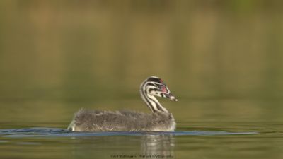 Podiceps Cristatus / Fuut / Great Crested Grebe