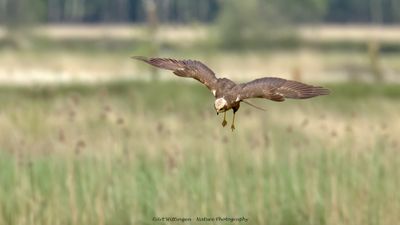 Circus Aeruginosus / Bruine Kiekendief / Western Marsh Harrier