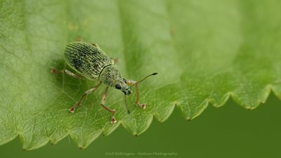 Polydrusus sericeus / Groene Struiksnuitkever