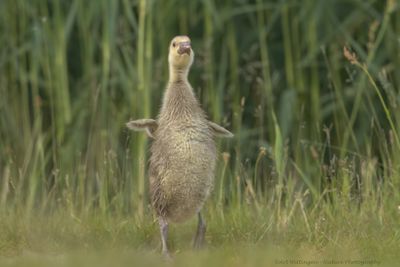 Anser anser / Grauwe gans / Greylag Goose