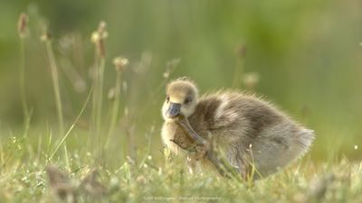 Anser anser / Grauwe gans / Greylag Goose