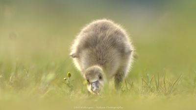 Anser anser / Grauwe gans / Greylag Goose