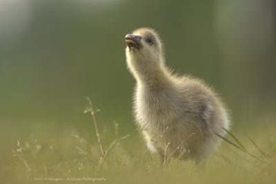 Anser anser / Grauwe gans / Greylag Goose