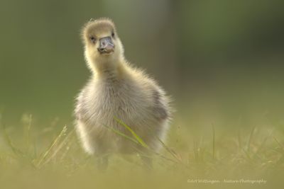 Anser anser / Grauwe gans / Greylag Goose