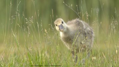 Anser anser / Grauwe gans / Greylag Goose