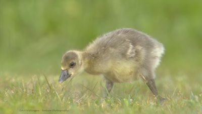 Anser anser / Grauwe gans / Greylag Goose