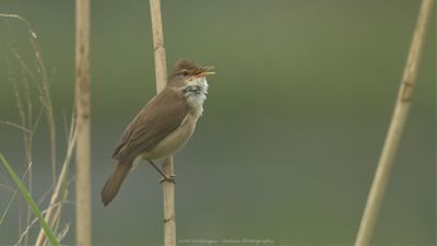 Acrocephalus scirpaceus / Kleine Karekiet / Reed Warbler