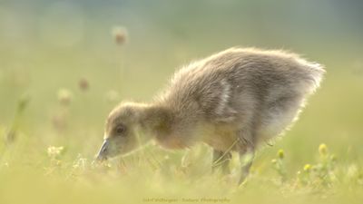 Anser anser / Grauwe gans / Greylag Goose