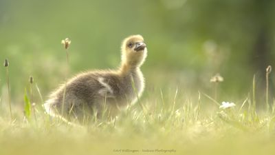 Anser anser / Grauwe gans / Greylag Goose