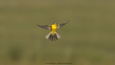 Motacilla flava / Gele kwikstaart / Blue-headed Wagtail