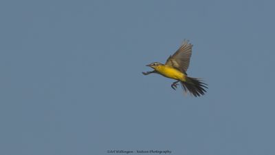 Motacilla flava / Gele kwikstaart / Blue-headed Wagtail